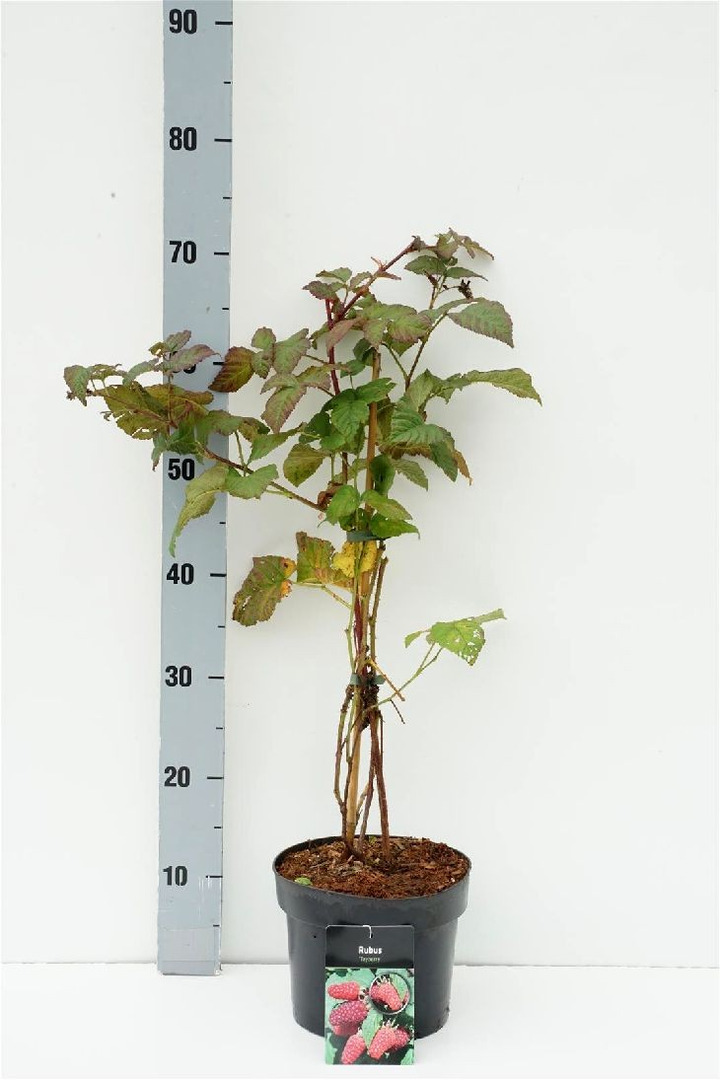 Gervuogė (Lot Rubus) 'Tayberry' C3/P19 40-50 CM-GERVUOGĖS-VAISMEDŽIAI - VAISKRŪMIAI