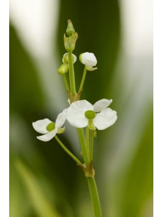 Papliauška graminea (Lot Sagittaria graminea) 18X18 CM-VANDENS IR PAKRANČIŲ AUGALAI-AUGALAITAU