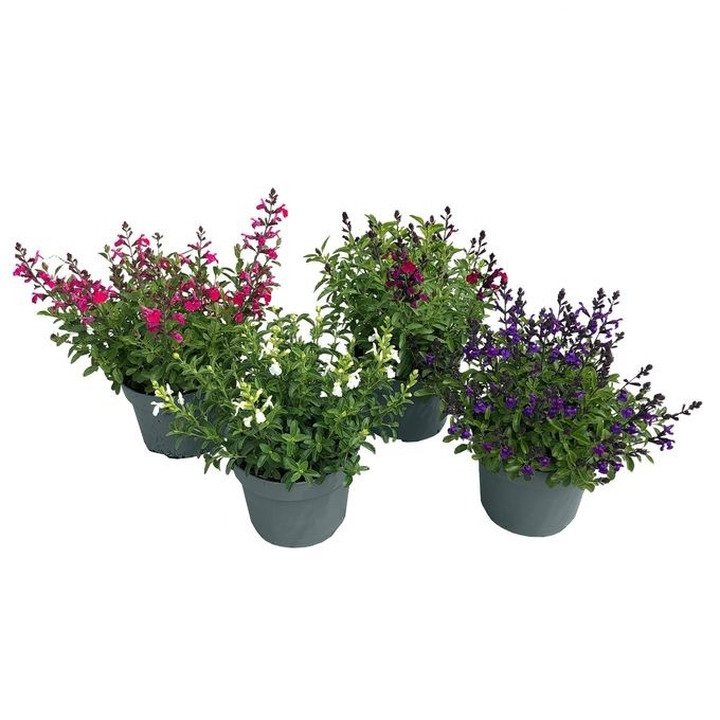 Šalavijai greggii (Lot Salvia greggii) C5/P23-ŠALAVIJAI-DAUGIAMETĖS GĖLĖS