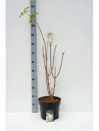 Šeivamedis juodauogis (Lot Sambucus nigra) C7,5/P26 60-80 CM-ŠEIVAMEDŽIAI-KRŪMAI