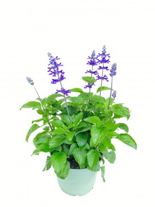 Šalavijai (Lot Salvia) 'Mystic Spires' C5/P23-ŠALAVIJAI-DAUGIAMETĖS GĖLĖS