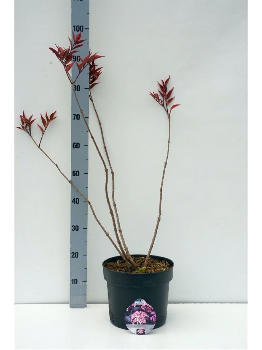 Šeivamedis juodauogis (Lot Sambucus nigra) 'Black Beauty' C7,5/P26 50-60 CM-ŠEIVAMEDŽIAI-KRŪMAI