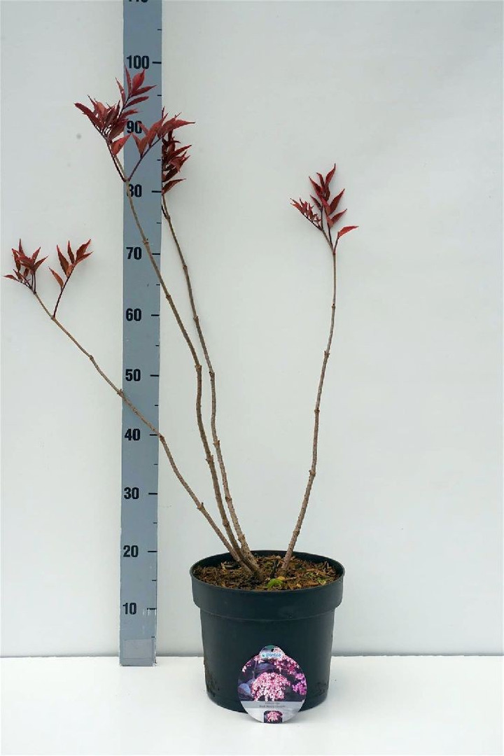 Šeivamedis juodauogis (Lot Sambucus nigra) 'Black Beauty' C7,5/P26 50-60 CM-ŠEIVAMEDŽIAI-KRŪMAI