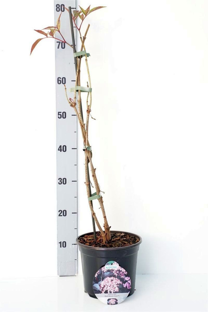 Šeivamedis juodauogis (Lot Sambucus nigra) 'Black Beauty' C3/P19 40-50 CM-ŠEIVAMEDŽIAI-KRŪMAI
