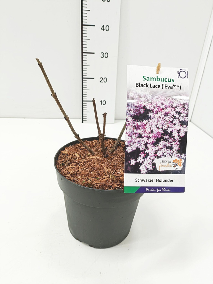 Šeivamedis juodauogis (Lot Sambucus nigra) 'Black Lace' C5/P23 30-40 CM-ŠEIVAMEDŽIAI-KRŪMAI