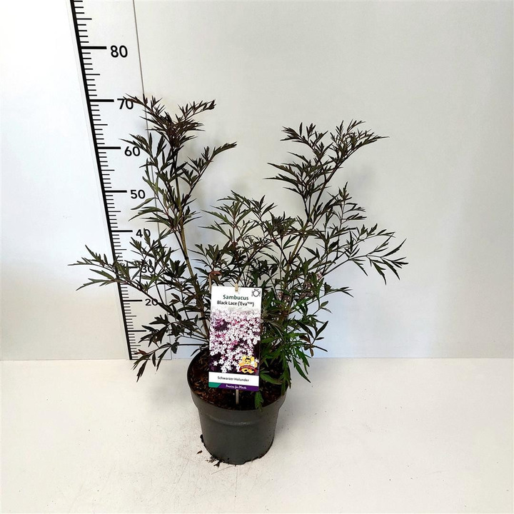 Šeivamedis juodauogis (Lot Sambucus nigra) 'Black Lace' C5/P23 30-40 CM-ŠEIVAMEDŽIAI-KRŪMAI