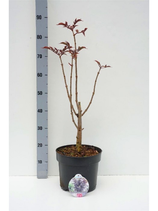 Šeivamedis juodauogis (Lot Sambucus nigra) 'Black Tower' C7,5/P26 60-80 CM-ŠEIVAMEDŽIAI-KRŪMAI