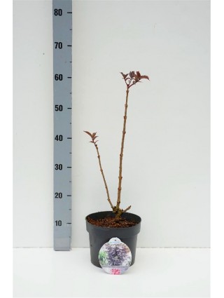 Šeivamedis juodauogis (Lot Sambucus nigra) 'Black Tower' C3/P19 30-35 CM-ŠEIVAMEDŽIAI-KRŪMAI