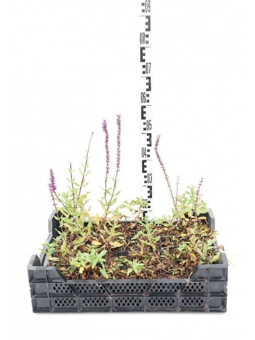 Gojinis šalavijas Rožė (Lot Salvia nemorosa) 'Caradonna' P9-ŠALAVIJAI-DAUGIAMETĖS GĖLĖS