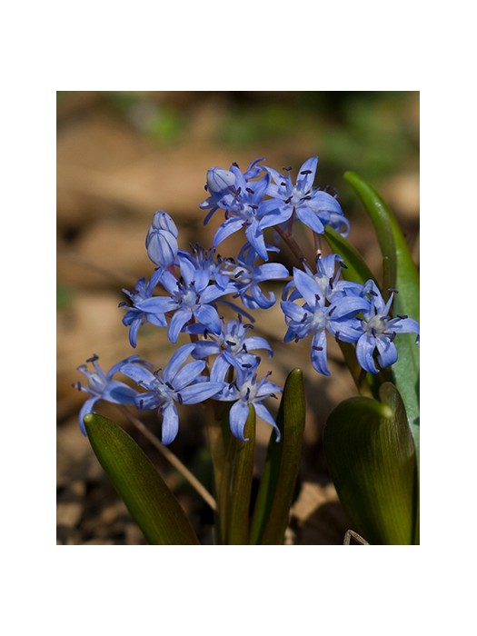 Dvilapė scylė (Lot Scilla bifolia)-KITI-DAUGIAMETĖS GĖLĖS