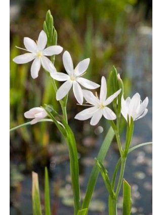 Schizostylis c. (Lot Schizostylis c.) 'Alba' P9-VANDENS IR PAKRANČIŲ AUGALAI-AUGALAITAU