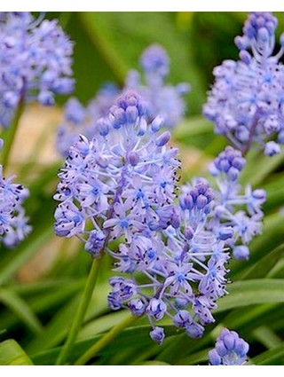 Scilla litardierei (Lot Scilla litardierei)-SCYLĖS-SVOGŪNINĖS GĖLĖS