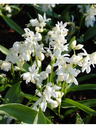 Sibirinė scylė (Lot Scilla siberica) 'Alba'-SCYLĖS-SVOGŪNINĖS GĖLĖS