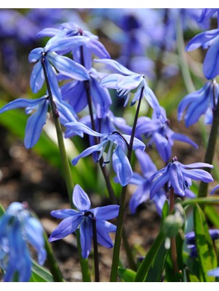 Sibirinė scylė (Lot Scilla siberica)-SCYLĖS-SVOGŪNINĖS GĖLĖS