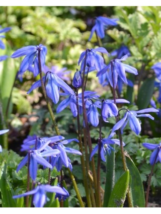 Sibirinė scylė (Lot Scilla sibir.) 'Spring Beauty'-SCYLĖS-SVOGŪNINĖS GĖLĖS