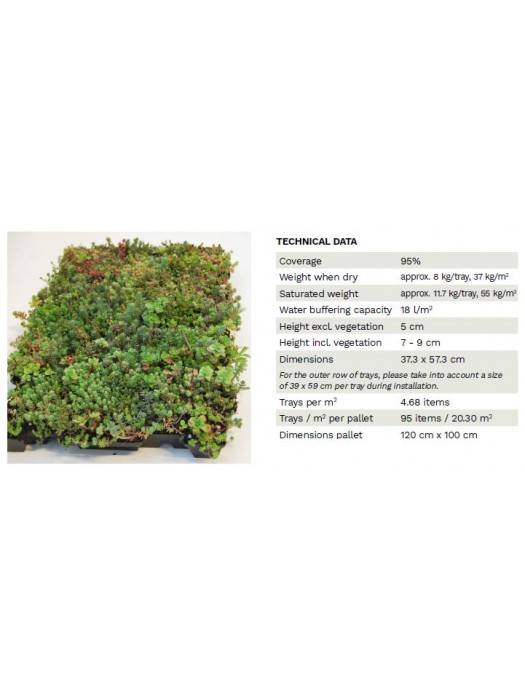 Šilokai cassette tray Click (Lot Sedum cassette tray Click) 37,3 X 57,3 CM-ŠILOKAI-DAUGIAMETĖS GĖLĖS
