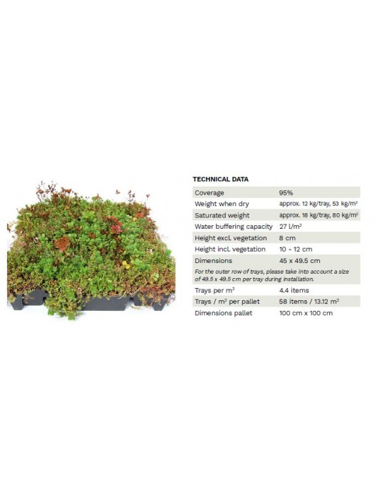 Šilokai cassette tray Click (Lot Sedum cassette tray Click) 45 X 49,5 CM-ŠILOKAI-DAUGIAMETĖS GĖLĖS