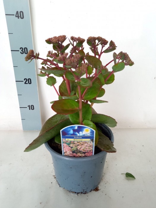 Šilokai (Lot Sedum) 'Matrona' C2/P17-ŠILOKAI-DAUGIAMETĖS GĖLĖS