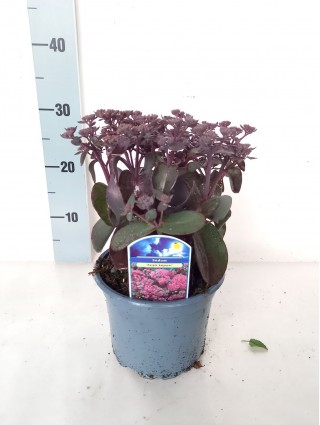 Šilokai (Lot Sedum) 'Purple Emperor' C2/P17-ŠILOKAI-DAUGIAMETĖS GĖLĖS