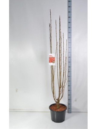 Šermukšnis (Lot Sorbus) 'Autumn Spire' C20 150-175 CM-ŠERMUKŠNIAI-MEDŽIAI