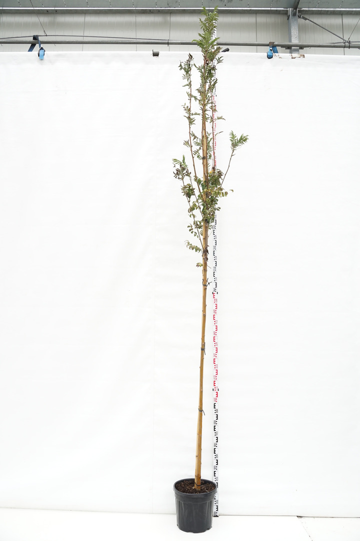 Šermukšnis (Lot Sorbus auc.) 'Sheerwater Seedling' C30 KOTO APIMTIS 10-12 CM-ŠERMUKŠNIAI-MEDŽIAI