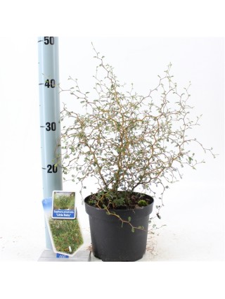 Sophora (Lot Sophora) 'Little Baby' C2/P17 25-30 CM-SOFORA-MEDŽIAI