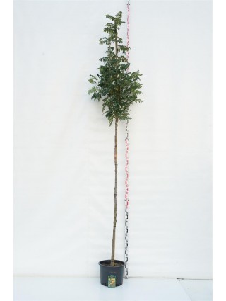 Šermukšnis (Lot Sorbus) 'Sunshine' C25 KOTAS 200 CM KOTO APIMTIS 8-10 CM-ŠERMUKŠNIAI-MEDŽIAI