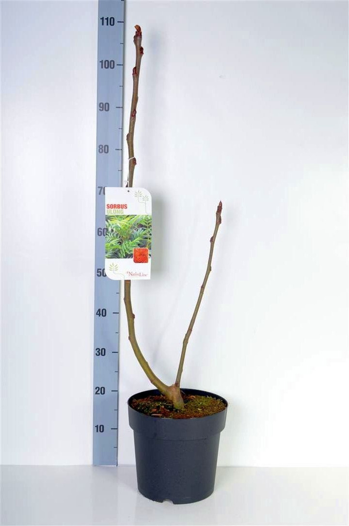 Šermukšnis (Lot Sorbus) 'Ulong' C7,5/P26 80-100 CM-ŠERMUKŠNIAI-MEDŽIAI