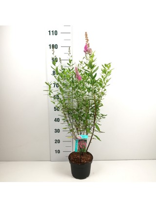 Bilardo lanksva (Lot Spiraea billardii) C3/P19 40-50 CM-LANKSVOS-KRŪMAI