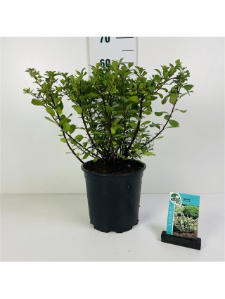 Lanksva beržalapė (Lot Spiraea betulifolia) 'Tor' C6,5/P24 30-40 CM-LANKSVOS-KRŪMAI