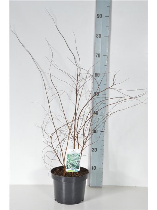 Pilkoji lanksva (Lot Spiraea cinerea) 'Grefsheim' C3/P19 40-50 CM-LANKSVOS-KRŪMAI