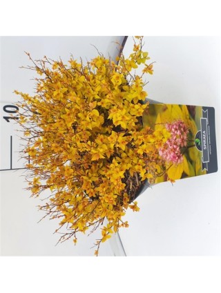 Japoninė lanksva (Lot Spiraea jap.) 'Golden Princess' C10 30-40 CM-LANKSVOS-KRŪMAI