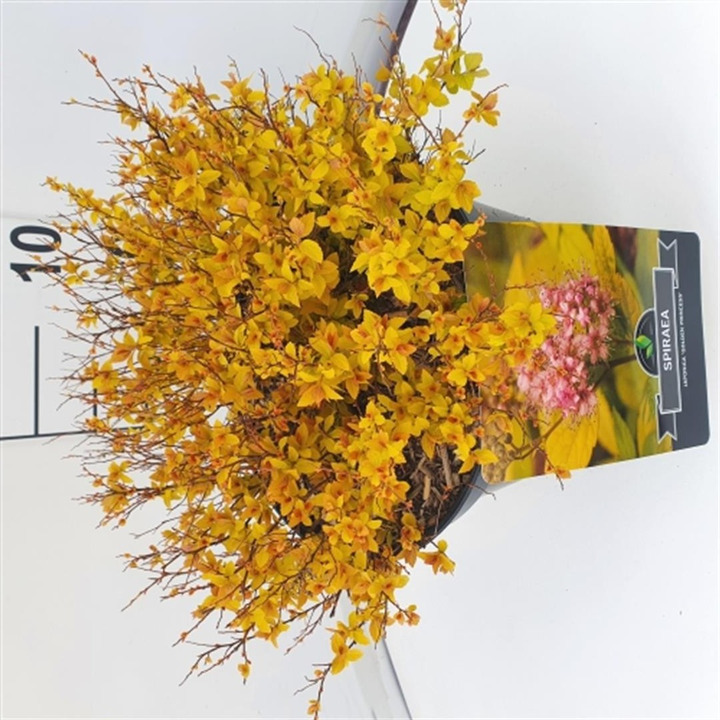 Japoninė lanksva (Lot Spiraea jap.) 'Golden Princess' C10 30-40 CM-LANKSVOS-KRŪMAI