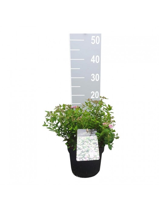 Japoninė lanksva (Lot Spiraea jap.) 'Little Princess' C3/P19 30-35 CM-LANKSVOS-KRŪMAI