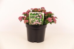 Japoninė lanksva (Lot Spiraea jap.) 'Nana' C1,5/P15 15-20 CM - nuotrauka 2