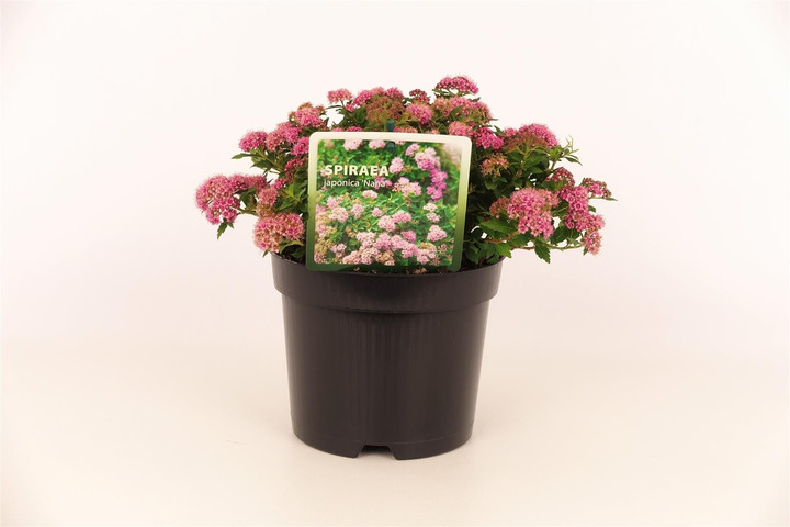 Japoninė lanksva (Lot Spiraea jap.) 'Nana' C1,5/P15 15-20 CM-LANKSVOS-KRŪMAI