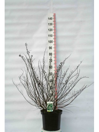 Lanksva niponinė (Lot Spiraea nipp.) 'Snowmound' C10 50-70 CM-LANKSVOS-KRŪMAI
