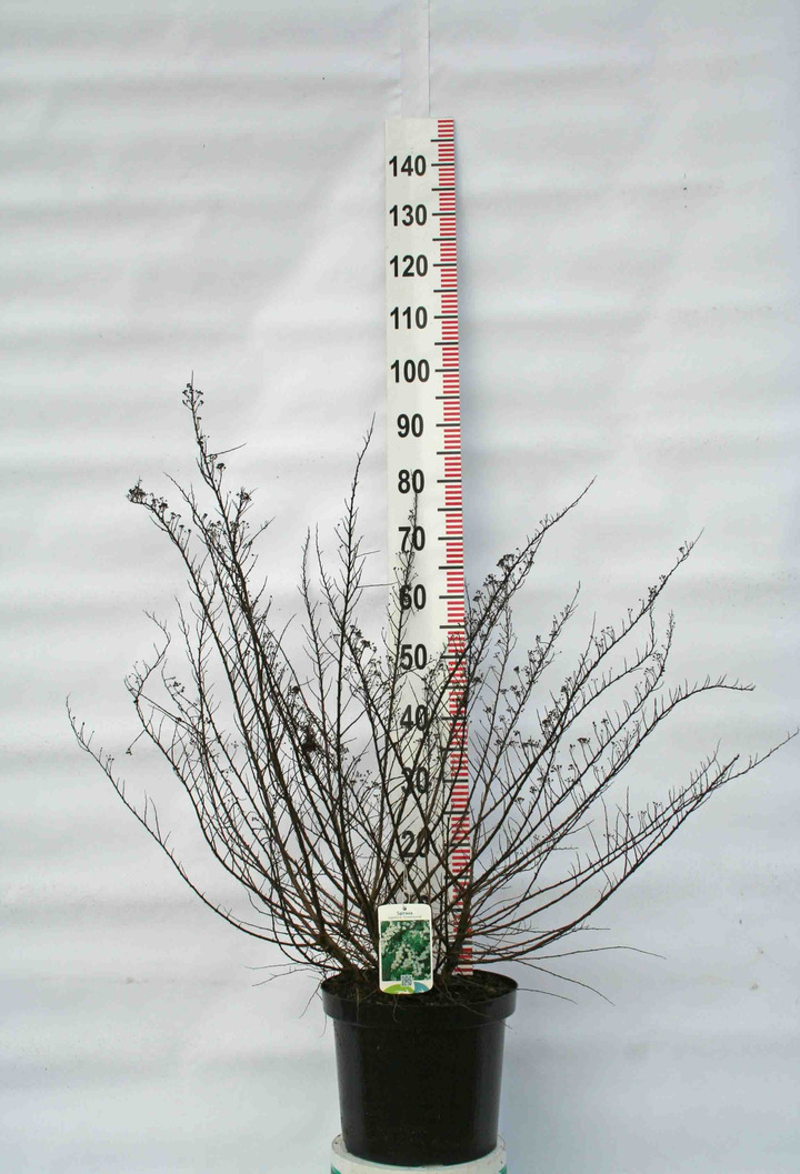 Lanksva niponinė (Lot Spiraea nipp.) 'Snowmound' C10 50-70 CM-LANKSVOS-KRŪMAI