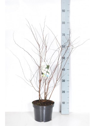 Lanksva vanhuto (Lot Spiraea vanhouttei) C3/P19 40-50 CM-LANKSVOS-KRŪMAI