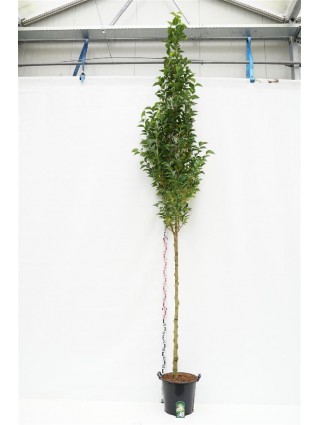 Japoninis stirakas (Lot Styrax jap.) 'June Snow' C35 KOTAS 200 CM KOTO APIMTIS 10-12 CM-KITI MEDŽIAI-MEDŽIAI