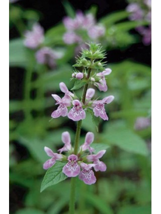 PELKINĖ NOTRA (Lot Stachys palustris) P9-NOTROS-DAUGIAMETĖS GĖLĖS