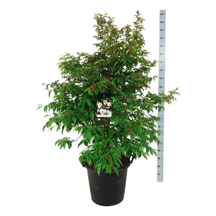 Japoninis seglinis (Lot Stewartia pseudocamellia) C55 100-125CM-PUOŠMEDŽIAI-MEDŽIAI