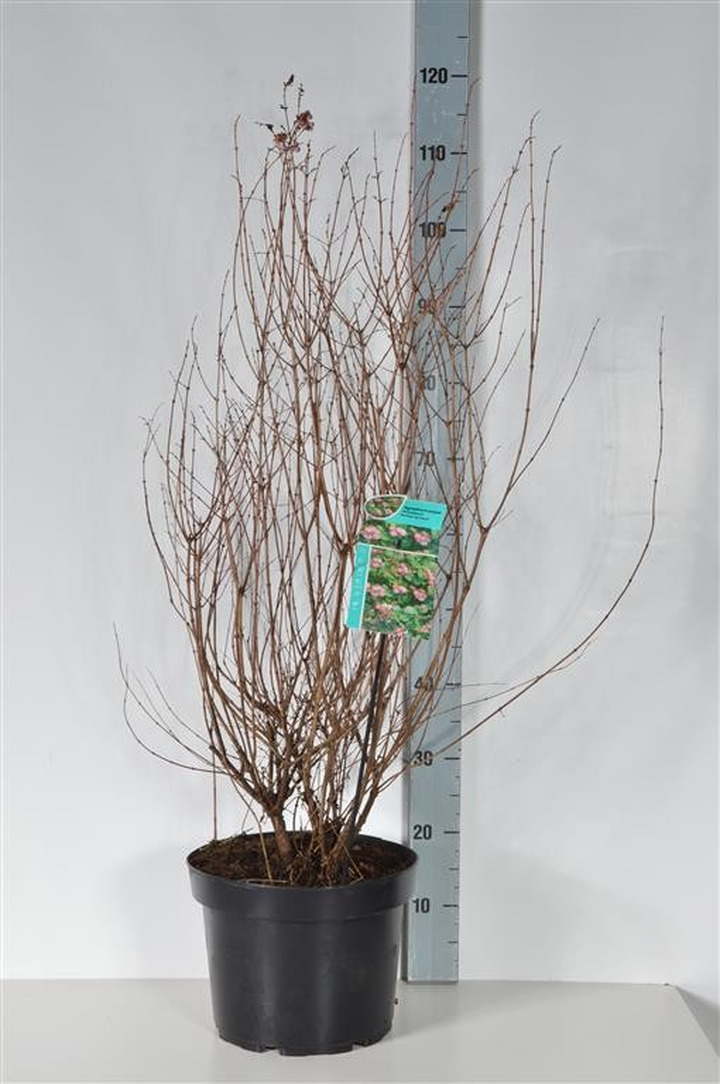 Meškytė (Lot Symphoricarpos d.) 'Mother of Pearl' C10 80-100 CM-MEŠKYTĖS-KRŪMAI