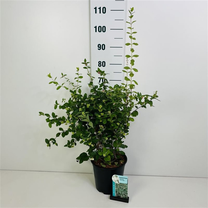 Meškytė (Lot Symphoricarpos d.) 'White Hedge' C6,5/P24 50-60 CM-MEŠKYTĖS-KRŪMAI