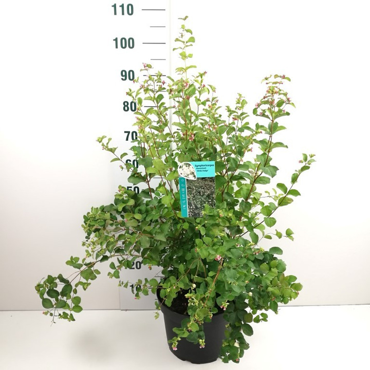 Meškytė (Lot Symphoricarpos d.) 'White Hedge' C10 80-100 CM-MEŠKYTĖS-KRŪMAI