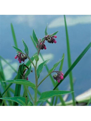 Vaistinė taukė (Lot Symphytum officinale) P9-KITI-DAUGIAMETĖS GĖLĖS