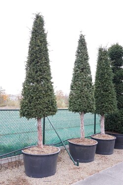 Kukmedis europinis (Lot Taxus baccata)  C285 300-350 CM - nuotrauka 2