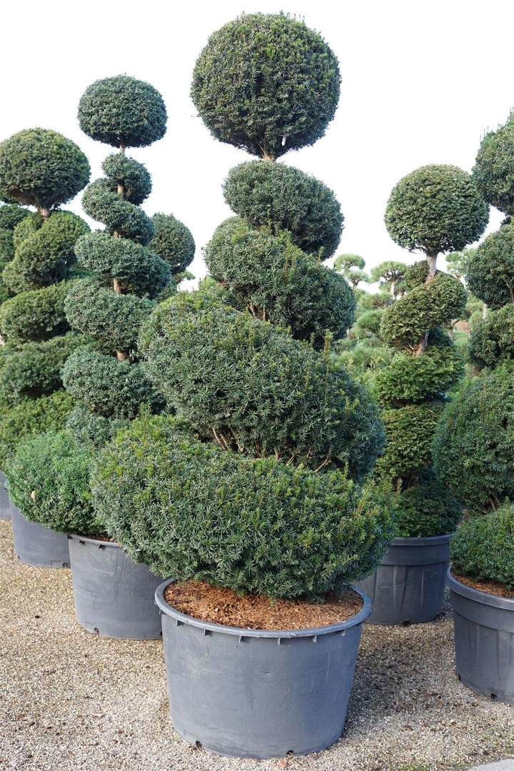 Kukmedis europinis (Lot Taxus baccata) 200-225 CM SPIR C285-KUKMEDŽIAI-SPYGLIUOČIAI