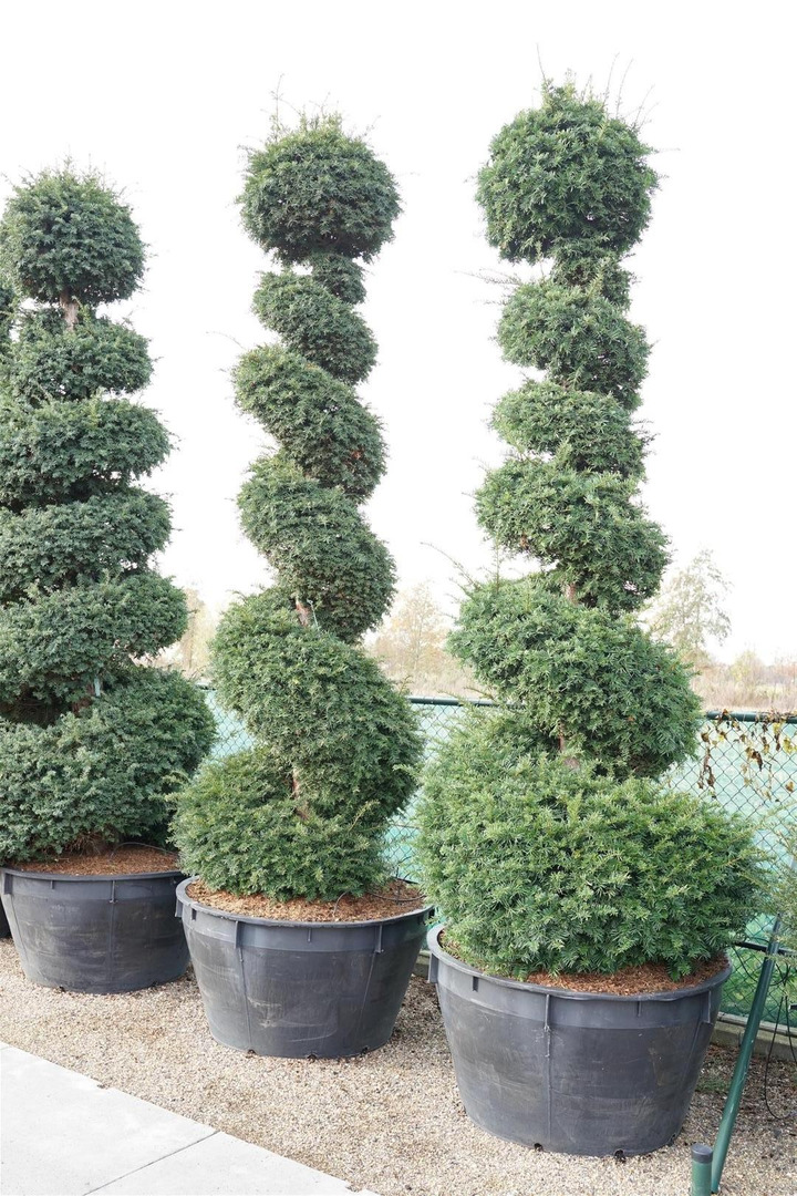 Kukmedis europinis (Lot Taxus baccata) 300-350 CM SPI C500-KUKMEDŽIAI-SPYGLIUOČIAI