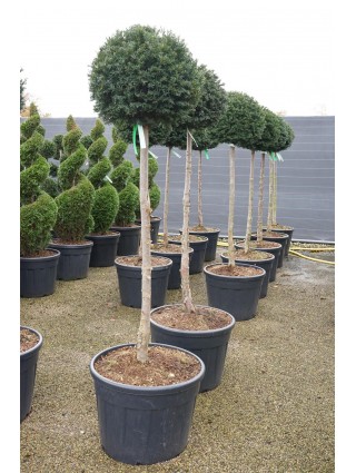 Kukmedis europinis (Lot Taxus baccata) C90 KOTAS 120 CM-KUKMEDŽIAI-SPYGLIUOČIAI